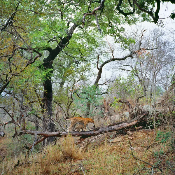 Leopard in Südafrika — Stockfoto