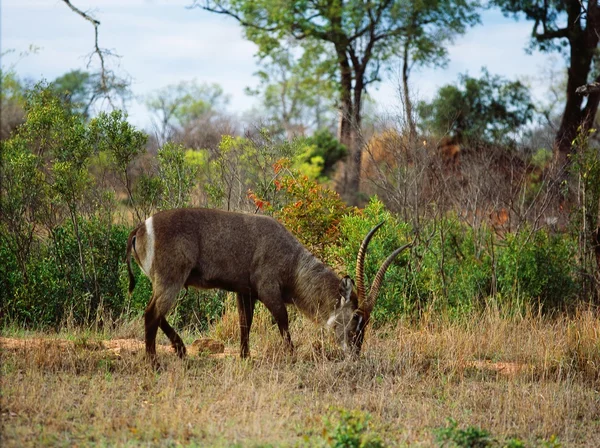 Waterbuck di africa selatan — Stok Foto