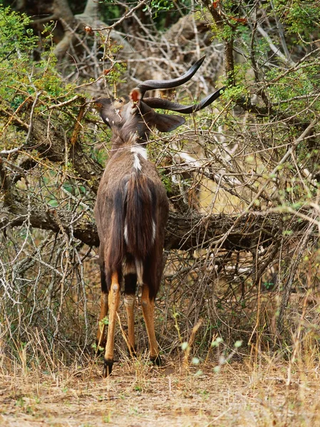 Waterbuck Güney Afrika — Stok fotoğraf