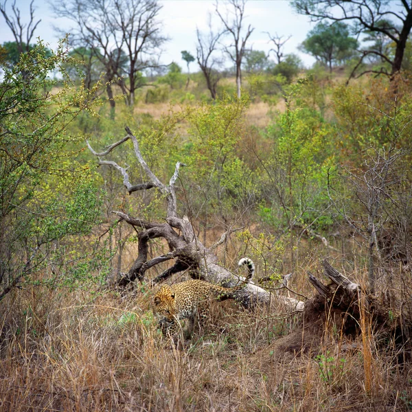 Leopardo in Sud Africa — Foto Stock