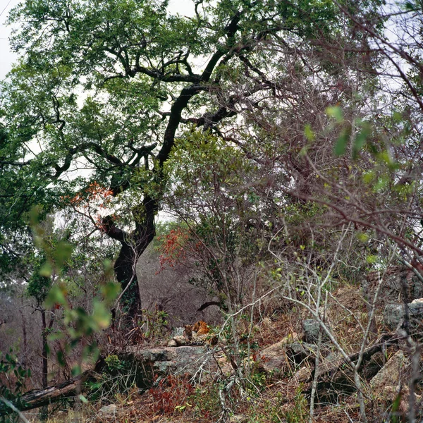 Güney Afrika parsı — Stok fotoğraf