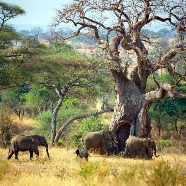 Elefante em Savannah — Fotografia de Stock