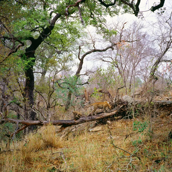 Leopard i Sydafrika — Stockfoto