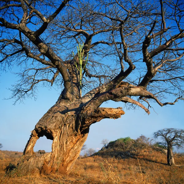 Baobab con foro — Foto Stock
