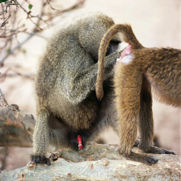 Grupo de babuinos — Foto de Stock