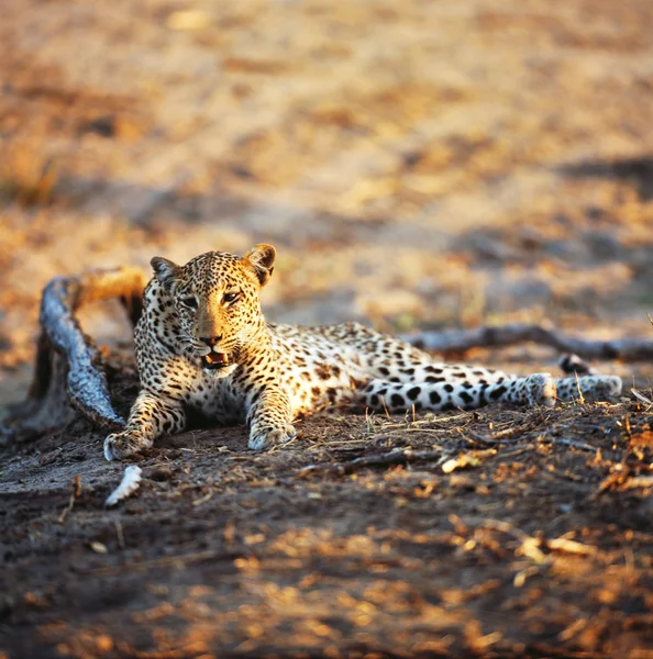 Leopardo en Sudáfrica — Foto de Stock