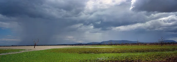 Pantano en Tanzania — Foto de Stock