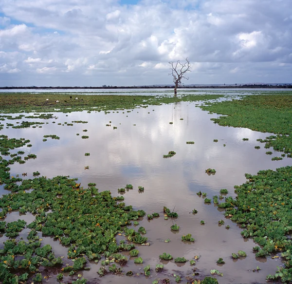 Swamp in Tanzania — Stockfoto