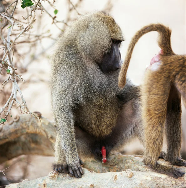 Група бабуїнів — стокове фото