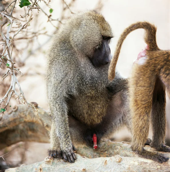 Groupe de babouins — Photo