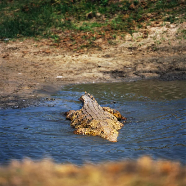 Krokodil i tanzania — Stockfoto