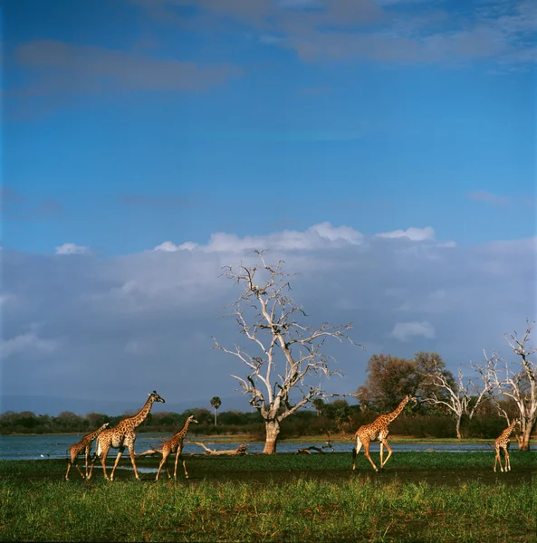 Zsiráf az erdőben — Stock Fotó