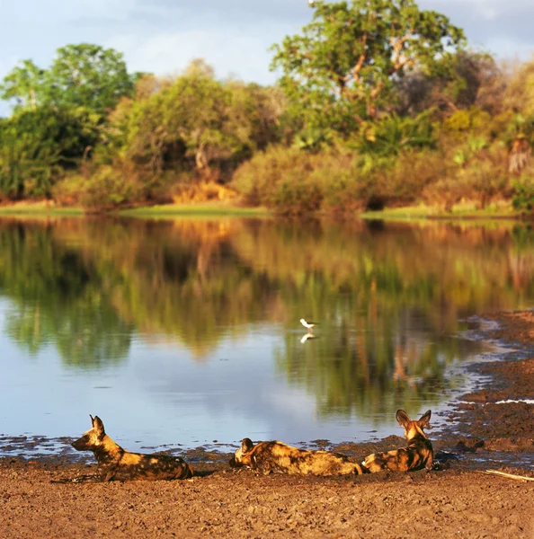 Wild dog relaxing — Stock Photo, Image