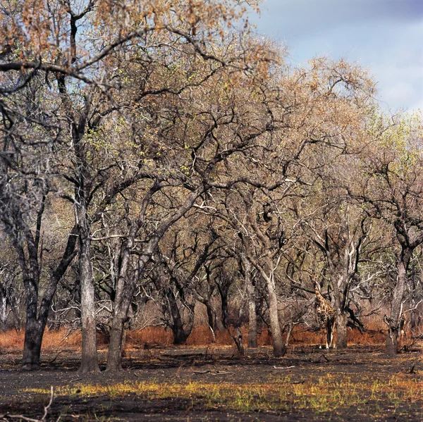 Καμηλοπάρδαλη στο δάσος — Φωτογραφία Αρχείου