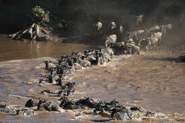 Groupe Gnous Marchant Travers Rivière Dans Savane — Photo