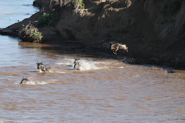 Grupa Dzikich Zwierząt Spacerujących Przez Rzekę Savannah — Zdjęcie stockowe