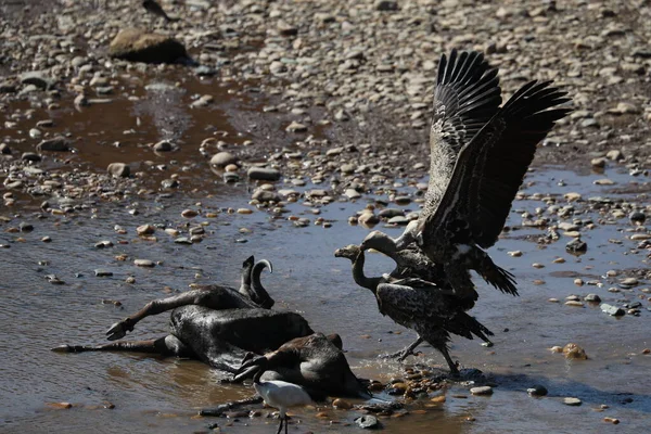 Abutres Caçando Rio Savana África Kenya — Fotografia de Stock