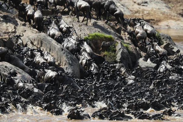 サバンナの川を渡る野生動物のグループ — ストック写真