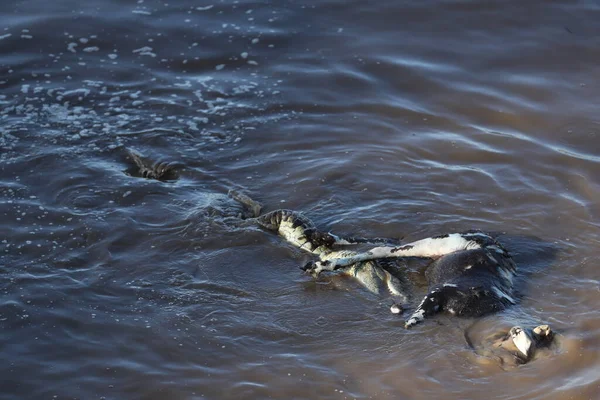 Chasse Crocodile Rivière Afrique Kenya Image En Vente
