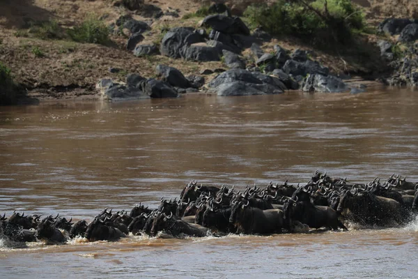 Groupe Gnous Marchant Travers Rivière Dans Savane Images De Stock Libres De Droits