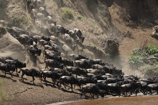 Groupe Gnous Dans Savane Images De Stock Libres De Droits