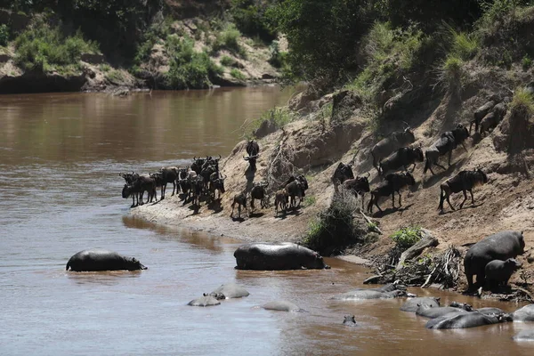 Groupe Gnous Hippopotames Debout Sur Rivière Dans Savane Images De Stock Libres De Droits