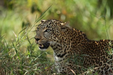 Afrika, Kenya 'da çimlerin üzerinde oturan leopar