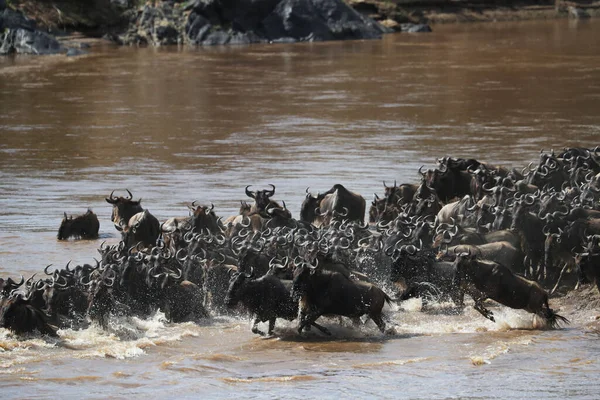 Група Антилоп Йде Через Річку Савані — стокове фото