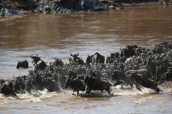 Groupe Gnous Marchant Travers Rivière Dans Savane — Photo