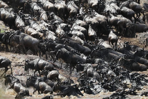 Groupe Gnous Marchant Travers Rivière Dans Savane — Photo