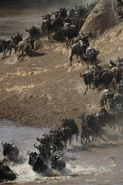 Bir Grup Antilop Savannah Nehri Yürüyerek Geçiyorlar — Stok fotoğraf