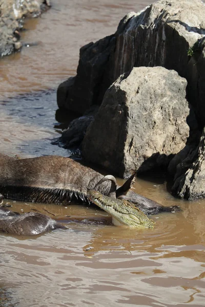 Krokodiljakt Älv Afrika Kenya — Stockfoto