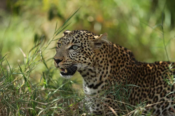 Leopard Sitter Gräs Savanna Afrika Kenya — Stockfoto