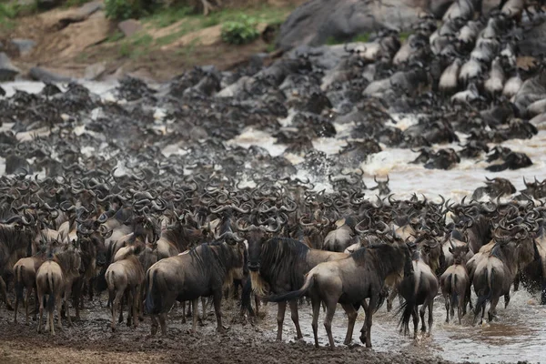 Groupe Gnous Marchant Travers Rivière Dans Savane — Photo