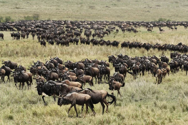 Gruppe Gnus Der Savanne — Stockfoto