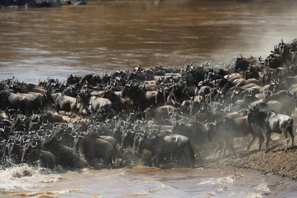 Groupe Gnous Marchant Travers Rivière Dans Savane Images De Stock Libres De Droits