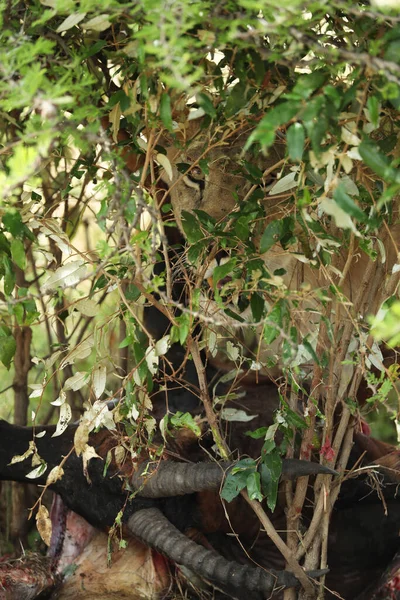 Oroszlán Étellel Savannában Afrikában Kenyában Stock Kép