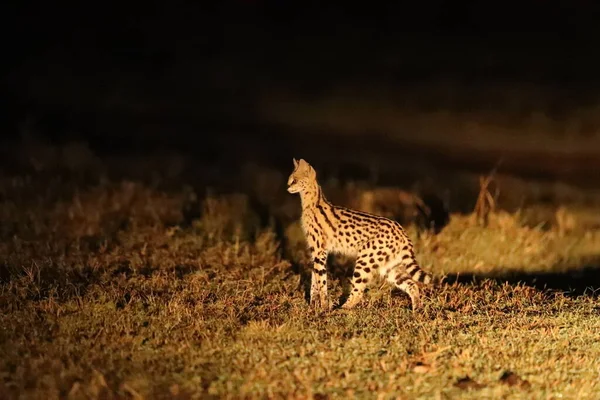 Serval Macska Vadászat Szavanna Éjjel Masai Mara Jogdíjmentes Stock Fotók