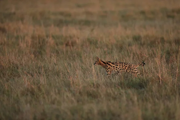 Serval Macska Vadászat Szavanna Napkeltekor Masai Mara Stock Kép