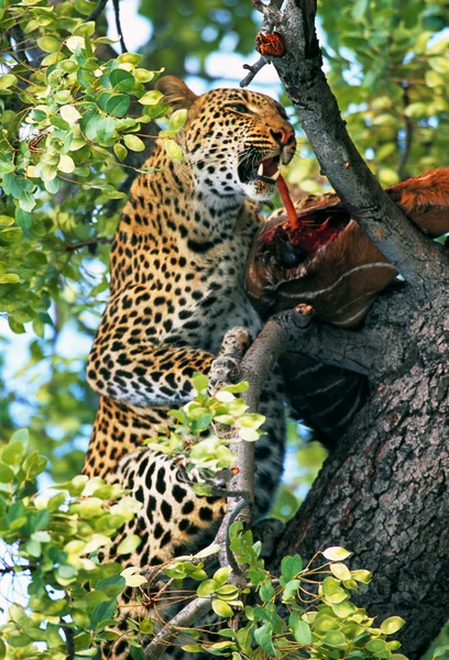 Leopárd — Stock Fotó