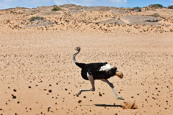 Ostrich — Stock Photo, Image