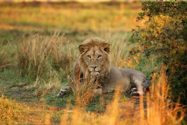 Lion — Stock Photo, Image