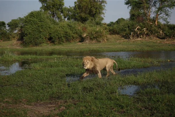 Leone. — Foto Stock