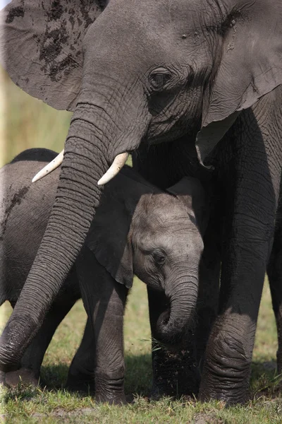 Elefante — Foto de Stock