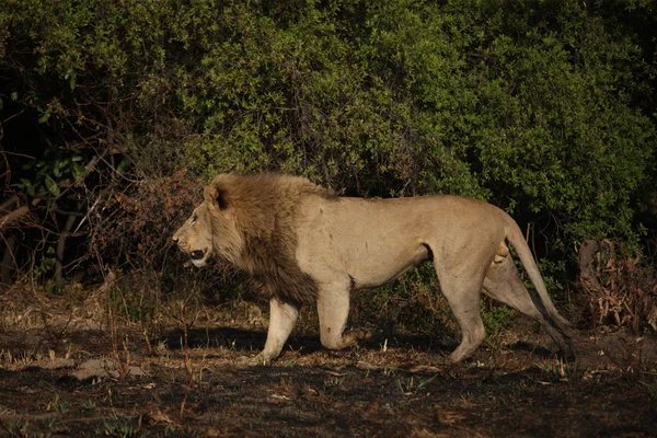 Leone. — Foto Stock