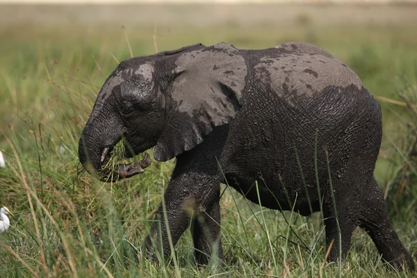 Elefant — Stockfoto