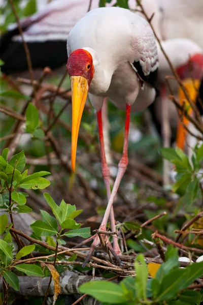 Cigüeña — Foto de Stock