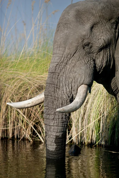 Elefant — Stockfoto