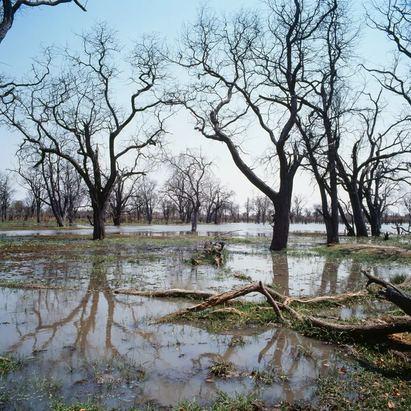 Swamp — Stockfoto