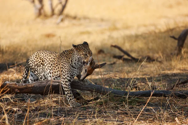 Leopard — Stockfoto